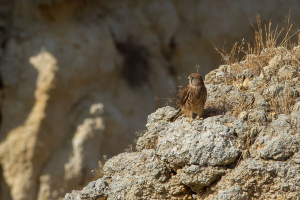 Faucon crécerelle – Falco tinnunculus Linnaeus, 1758, (Lagos (Faro), (Algarve), Portugal, le 29/08/2018)