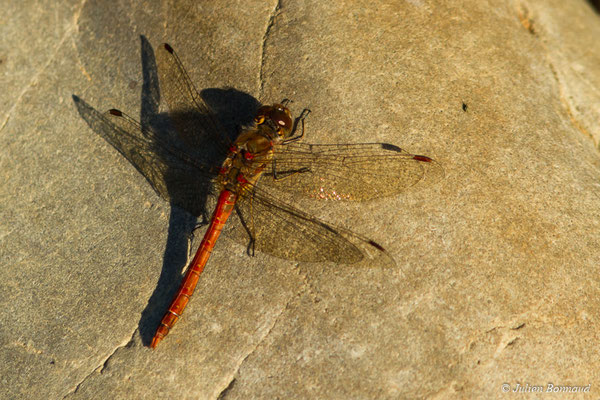 Sympétrum sanguin — Sympetrum sanguineum (O.F. Müller, 1764), (Lac d'Oroix (65), France, le 08/10/2017)