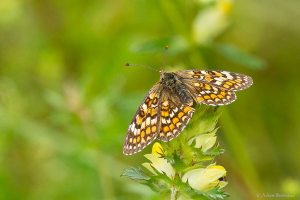 Mélitée des Linaires — Melitaea deione (Geyer, 1832), (Urdos (64), France, le 26/06/2023)