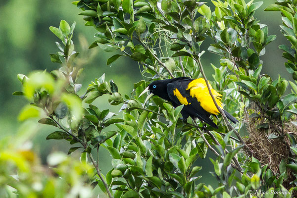 Cassique cul-jaune (Cacicus cela) (mine d'or Espérance, Apatou, le 11/05/2017)
