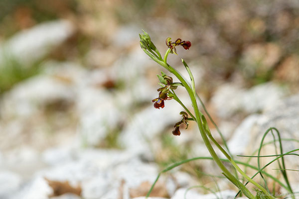 Ophrys miroir — Ophrys speculum Link, 1799