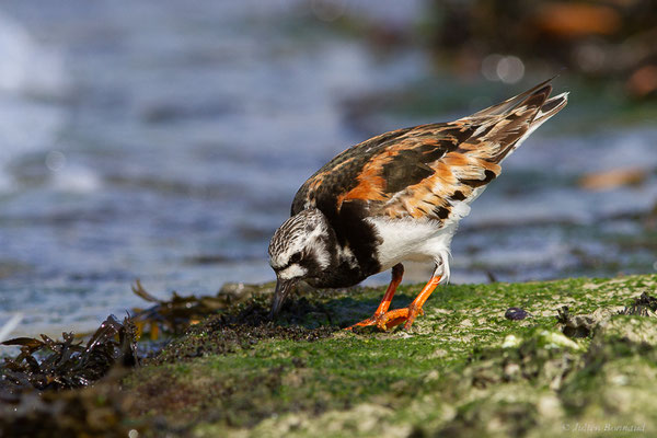Tournepierre à collier — Arenaria interpres (Linnaeus, 1758), (Anglet (64), France, le 10/08/2024)