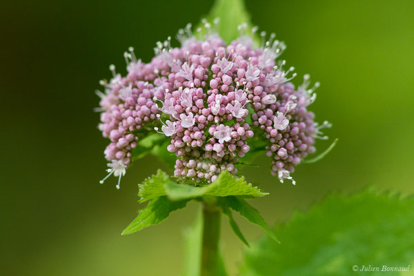 Valériane des Pyrénées — Valeriana pyrenaica L., 1753, (Oloron-Sainte-Marie (64), France, le 21/04/2021)