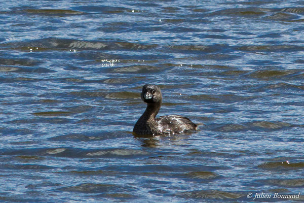 Grèbe à bec bigarré — Podilymbus podiceps (Linnaeus, 1758)