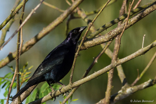 Vacher luisant (Molothrus bonariensis) (mâle adulte) (La Césaré, Macouria, le 13/09/2017)