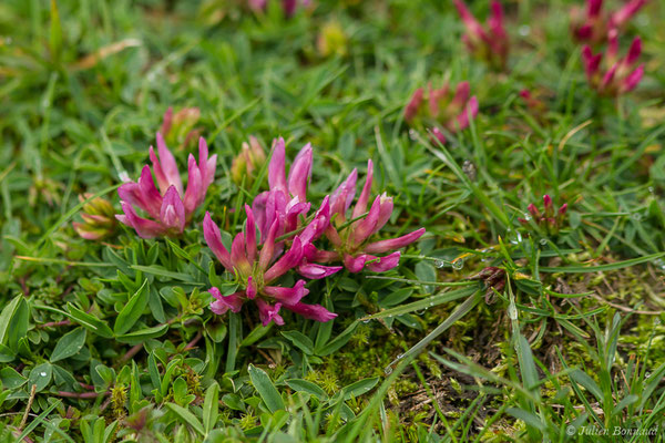 Trèfle des Alpes ou Réglisse des montagnes — Trifolium alpinum L., 1753, (Station de ski de Gourette, Eaux Bonnes (65), France, le 15/06/2020)