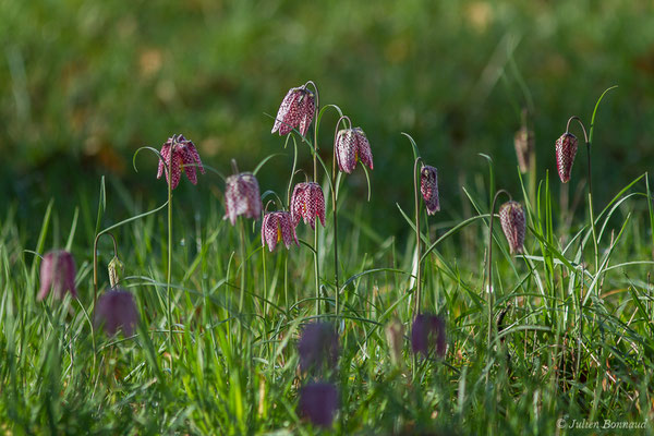 Fritillaire pintade – Fritillaria meleagris L., 1753, (Monein (64), France, le 14/02/2021)