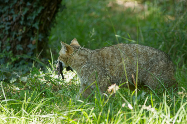 Chat forestier – Felis silvestris Schreber, 1775, (adulte), (Zoodycée, Chizé (79), France, le 12/06/2021)
