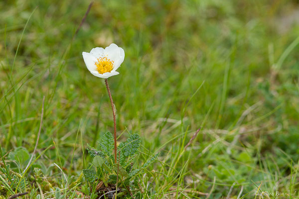 Dryade à huit pétales — Dryas octopetala L., 1753, (Station de ski de Gourette, Eaux Bonnes (65), France, le 15/06/2020)