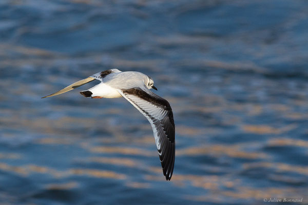 Mouette pygmée — Hydrocoloeus minutus (Pallas, 1776), (Capbreton (40), France, le 02/12/2022)