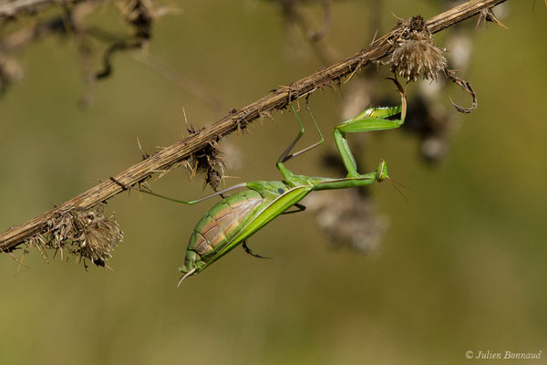 Mante religieuse — Mantis religiosa (Linnaeus, 1758), (femelle adulte), (Saint-Jouvent (87), France, le 29/06/2018)