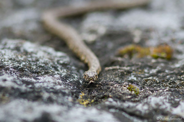 Couleuvre vipérine — Natrix maura (Linnaeus, 1758), (juvénile) (Gave de Pau, Denguin (64), France, le 28/05/2019)