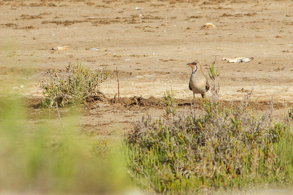 Glaréole à collier — Glareola pratincola (Linnaeus, 1766), (Parc Natural del Delta de l'Ebre, Tarragone, Espagne, le 06/06/2022)