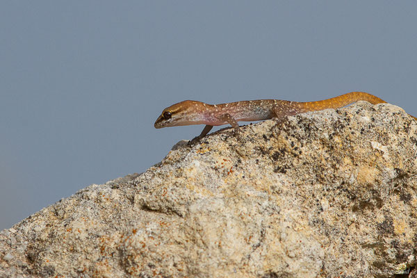 Saurodactyle à bandes — Saurodactylus fasciatus Werner, 1931
