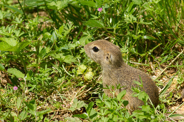 Souslik d'Europe ou Spermophile d'Europe — Spermophilus citellus (Linnaeus, 1766)