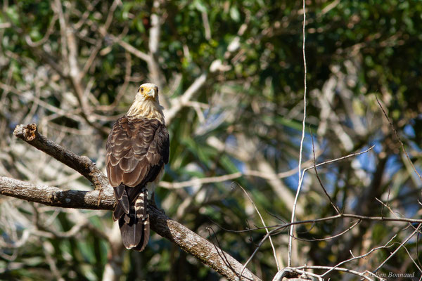 Caracara à tête jaune — Milvago chimachima (Vieillot, 1816), (adulte), (Iracoubo, Guyane, le 19/08/2016)
