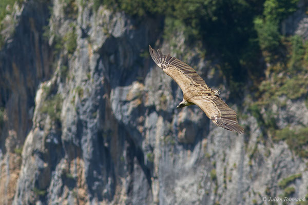 Vautour fauve — Gyps fulvus (Hablizl, 1783), (Etsaut (64), France, le 29/06/2019)