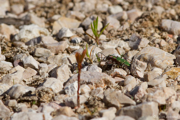 Cicindèle champêtre (Cicindela campestris) (Aulon (31), France, le 22/03/2019)