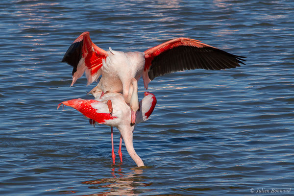 Flamant rose – Phoenicopterus roseus Pallas, 1811, (Parc ornithologique de Pont de Gau (13), France, le 20/02/2020)