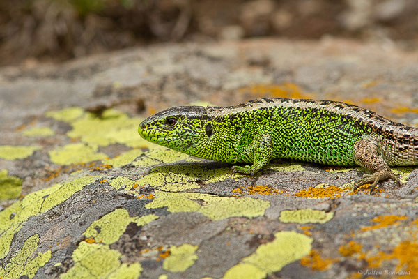 Lézard des souches — Lacerta agilis (Linnaeus, 1758)
