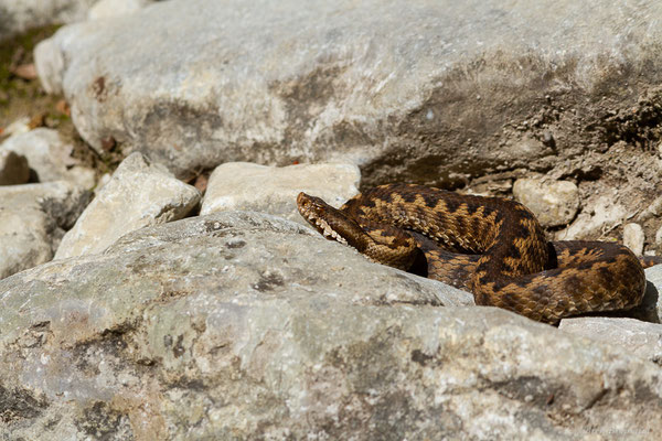 Vipère aspic de Zinniker – Vipera aspis zinnikeri (Kramer, 1958), (Urdos (64), France, le 07/05/2022)