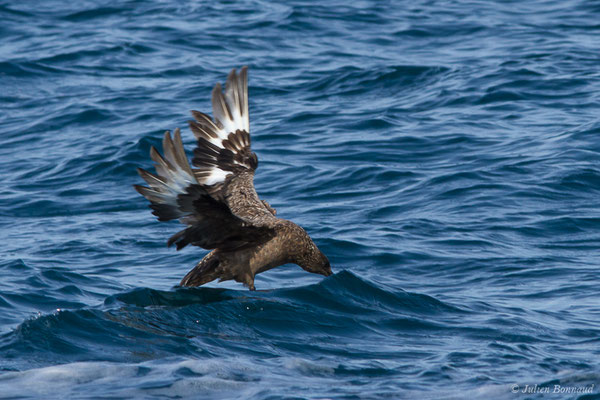 Grand Labbe – Stercorarius skua (Brünnich, 1764), (Saint-Jean-de-Luz (64), France, le 17/10/2020)