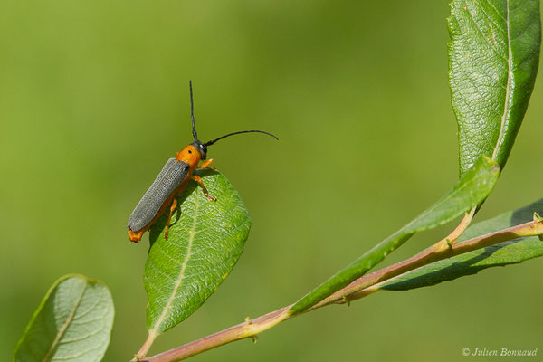 Obérée ocellée – Oberea oculata (Linnaeus, 1758), (Pau (64), France, le 05/07/2019)