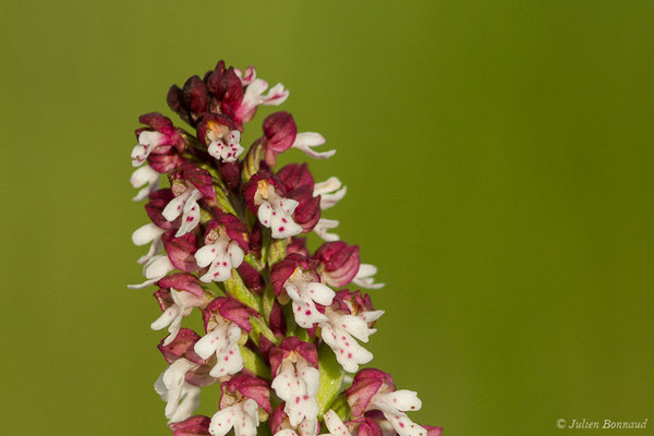 Orchis brûlé — Neotinea ustulata (L.) R.M.Bateman, Pridgeon & M.W.Chase, 1997