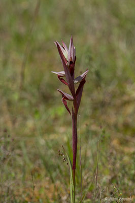 Sérapias à labelle allongé — Serapias vomeracea (Burm.f.) Briq., 1910