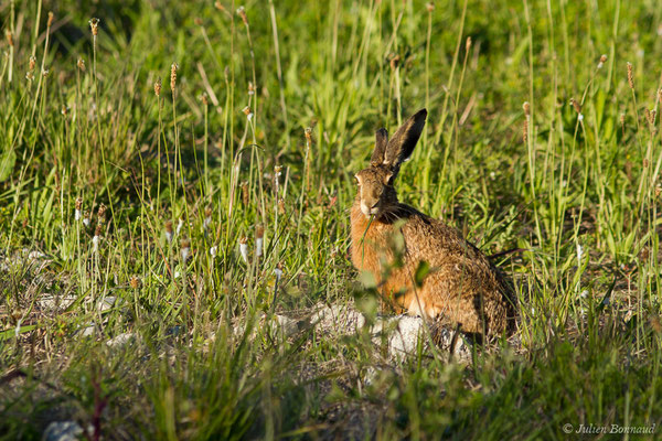 Lièvre d'Europe — Lepus europaeus Pallas, 1778, (Lacq (64), France, le 13/05/2019)