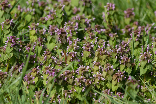 Lamier pourpre – Lamium purpureum L., 1753, (Braud-et-Saint-Louis (33), le 06/03/2018)