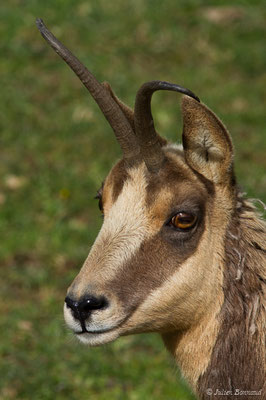 Isard – Rupicapra pyrenaica (Hermann, 1780), (Parc animalier des pyrénées, Argelès-Gazost (65), France, le 01/04/2018)