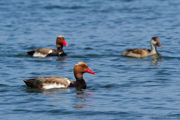 Nette rousse — Netta rufina (Pallas, 1773), (Parc Naturel du Delta de l'Ebre (Catalogne), Espagne, le 05/06/2022)