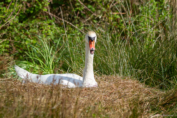 Cygne tuberculé — Cygnus olor (Gmelin, JF, 1789),(Réserve ornithologique du Teich (33), France, le 21/03/2021)
