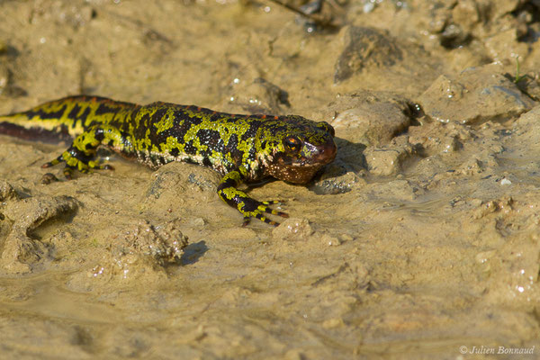 Triton marbré — Triturus marmoratus (Latreille, 1800)