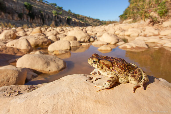 Crapaud berbère — Sclerophrys mauritanica (Schlegel, 1841)