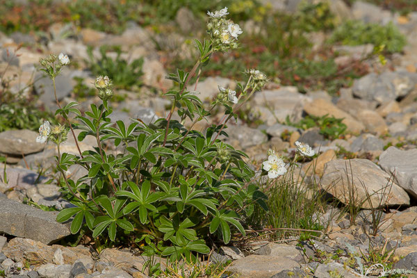 Alchémille de Hoppe ou Alchémille plissée — Alchemilla alpigena Buser, 1894, (Station de ski de Gourette, Eaux Bonnes (65), France, le 15/06/2020)