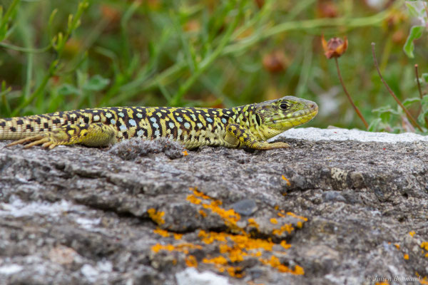 Lézard ocellé — Timon lepidus (Daudin, 1802)