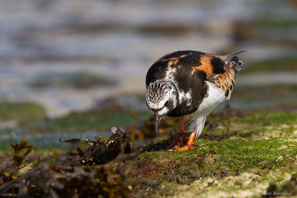 Tournepierre à collier — Arenaria interpres (Linnaeus, 1758), (Anglet (64), France, le 10/08/2024)