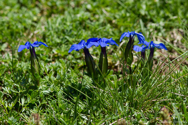 Gentiane printanière — Gentiana verna L., 1753, (Col du Pourtalet, Laruns (64), France, le 22/06/2019)