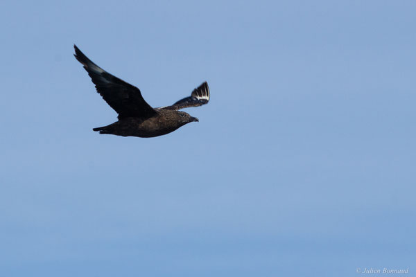 Grand Labbe — Stercorarius skua (Brünnich, 1764), (Saint-Jean-de-Luz (64), France, le 17/10/2020)