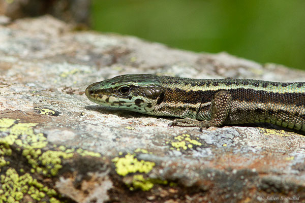 Lézard du Val d'Aran — Iberalacerta aranica (Arribas, 1993), (Lac d'Eychelle, Bethmal (09), le 09/07/2023)