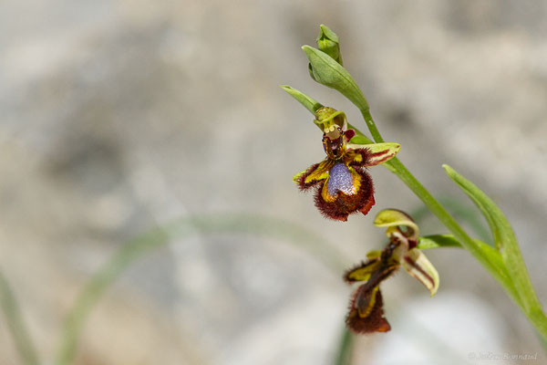 Ophrys miroir — Ophrys speculum Link, 1799