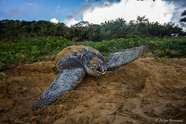 Tortue luth — Dermochelys coriacea (Vandelli, 1761)