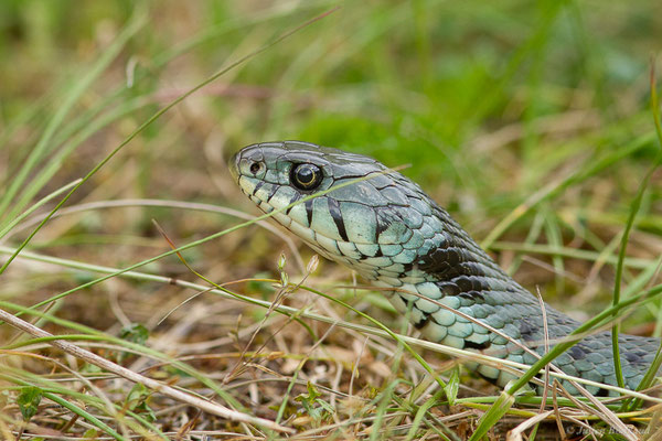 Couleuvre helvétique — Natrix helvetica (Lacepède, 1789), (Borce (64), France, le 18/05/2024)