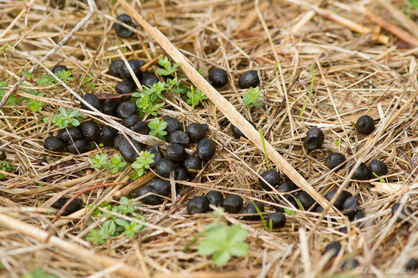 Moquette de Chevreuil européen — Capreolus capreolus (Linnaeus, 1758), (Buzy (64), France, le 02/10/2020)