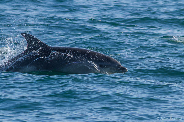 Grand dauphin commun ou Grand Dauphin – Tursiops truncatus (Montagu, 1821), (Saint-Jean-de-Luz (64), France, le 20/04/2019)