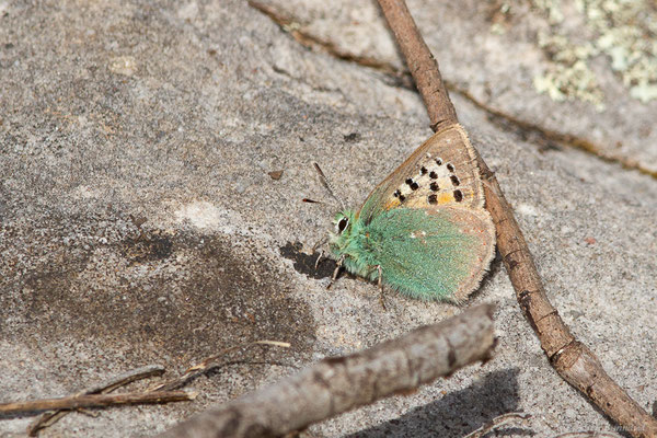 Faux-Cuivré smaragdin — Tomares ballus (Fabricius, 1787), (Réserve Naturelle Jebel Bouhachem, Anjra Derdara (Tanger-Tétouan-Al Hoceïma), Maroc, le 23/02/2023)