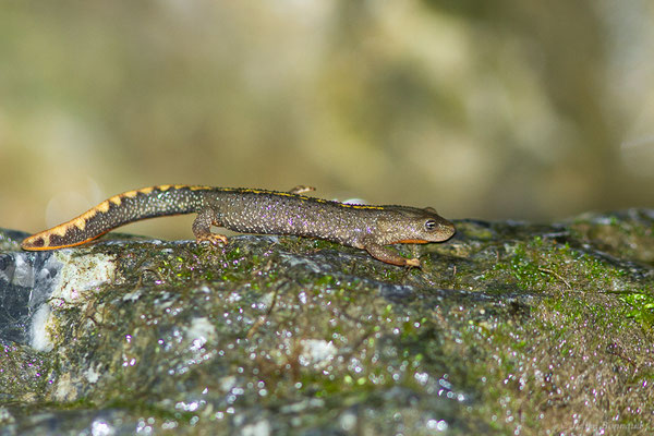 Calotriton des Pyrénées ou Euprocte des Pyrénées – Calotriton asper (Al. Dugès, 1852), (Sarrance (64), France, le 23/04/2022)