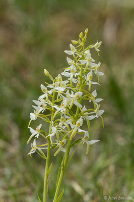 Platanthère à fleurs verdâtres — Platanthera chlorantha (Custer) Rchb., 1828